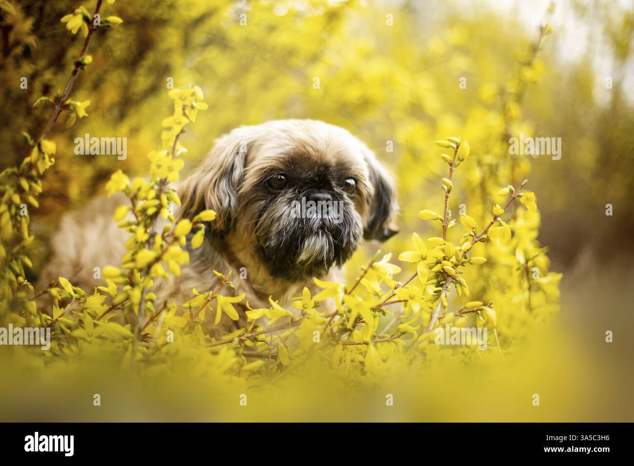 Maschio Shih Tzu Foto Stock