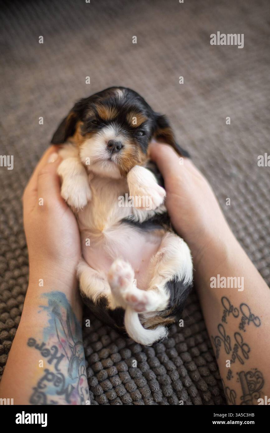 Cavalier King Charles Spaniel di 3 settimane Foto Stock