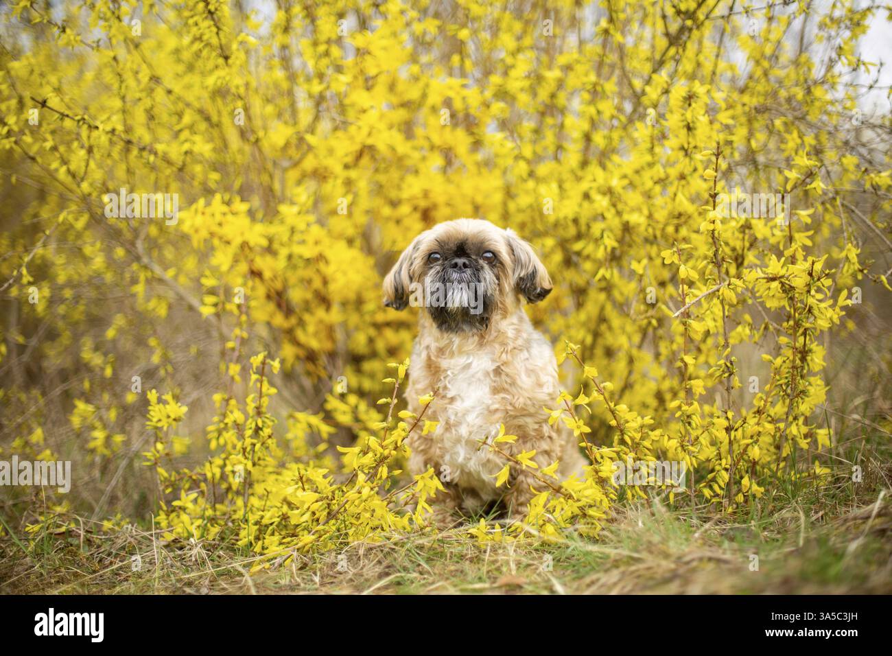Maschio Shih Tzu Foto Stock