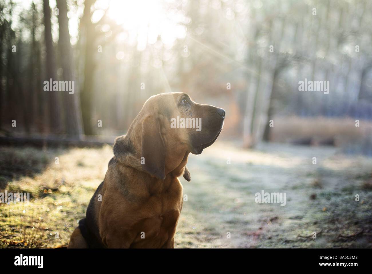 Bloodhound Foto Stock