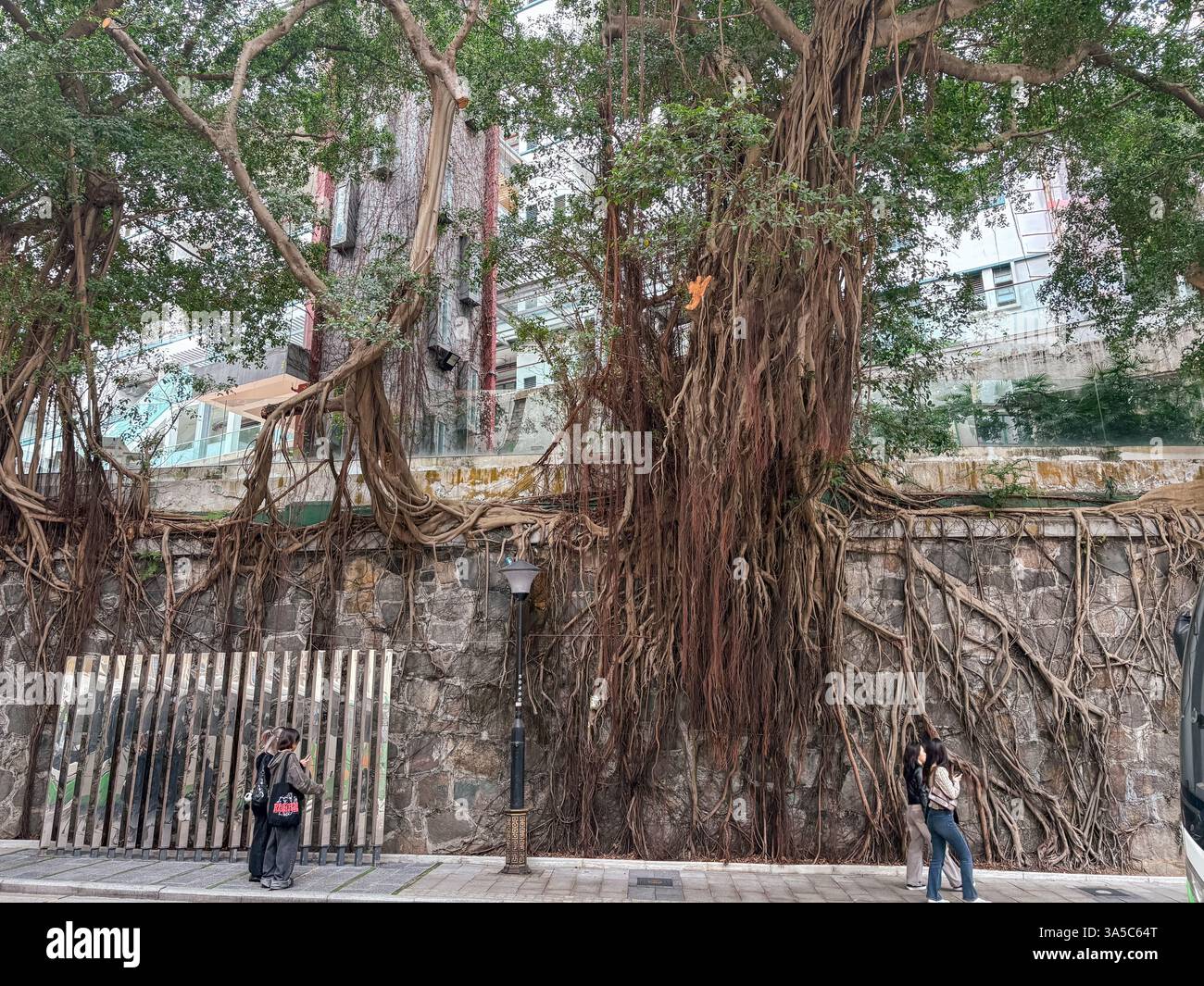 Albero di Banyan con radici aeree che crescono sopra un muro di pietra a Hong Kong. Persone che guardano l'albero. Foto Stock