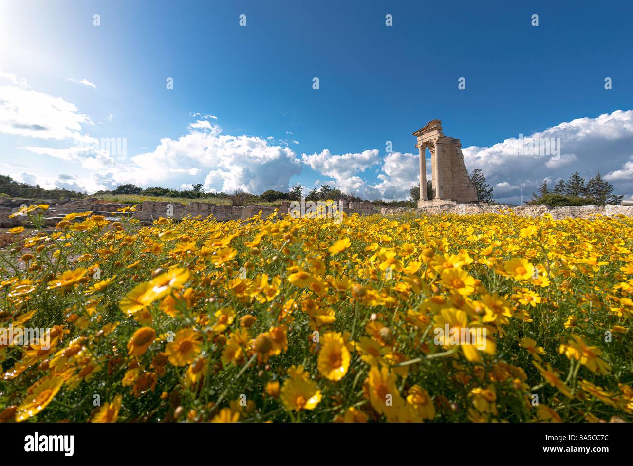 Fiori gialli fioriscono nelle rovine del santuario di Apollo Hylates a Cipro Foto Stock