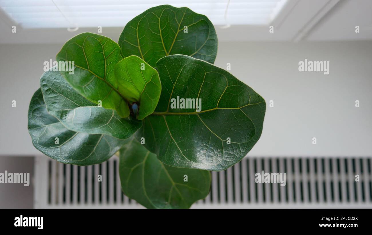 Ficus lyrata in un vaso di fiori si trova sulla finestra. Vista dall'alto. Foto Stock