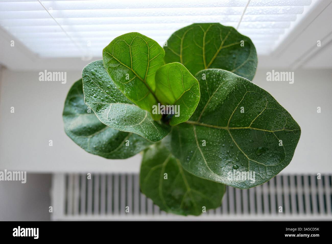 Ficus lyrata in un vaso di fiori si trova sulla finestra. Vista dall'alto. Foto Stock