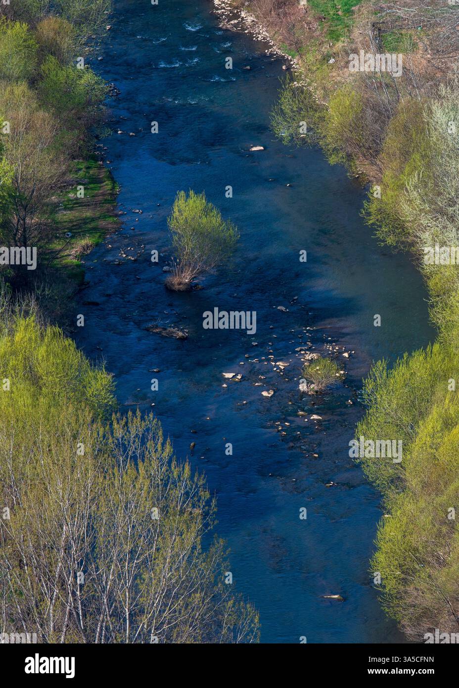 Isolata resilienza – Lone Tree nel fiume City Foto Stock