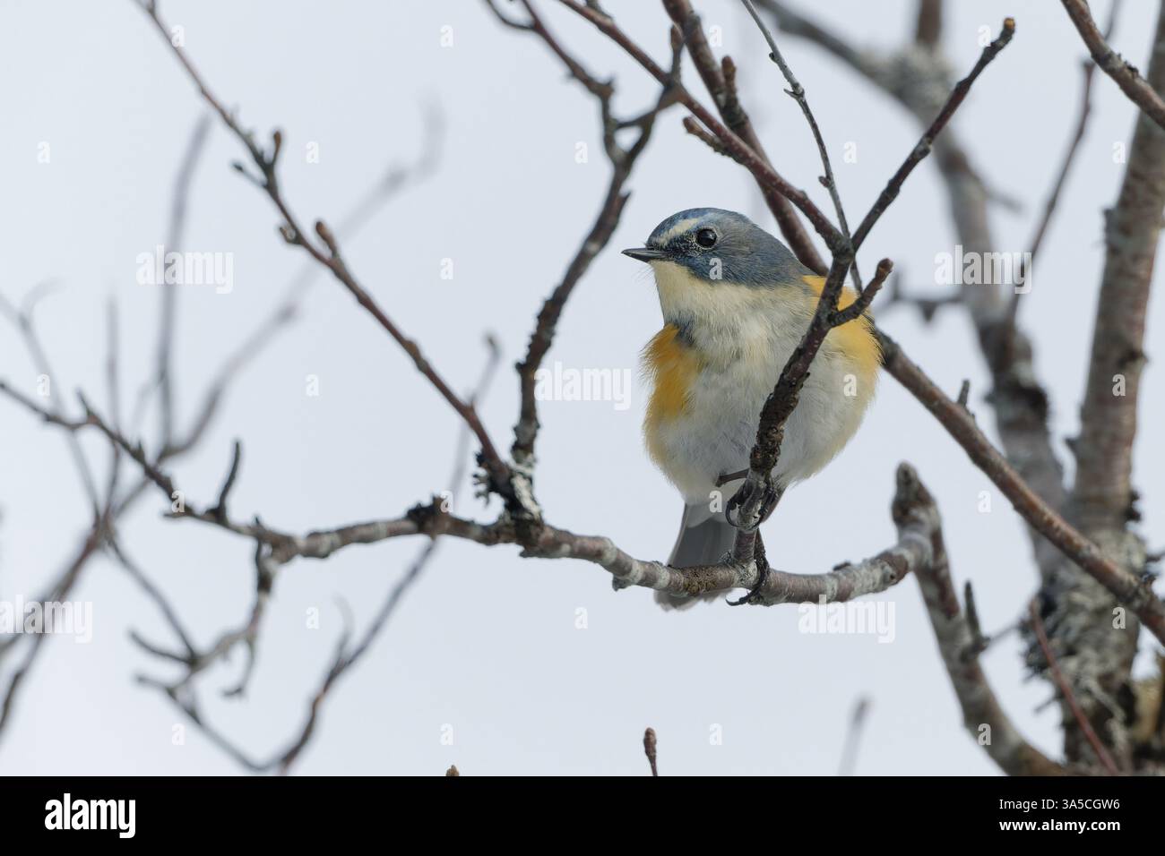 bush-robin con il fianco arancione Foto Stock