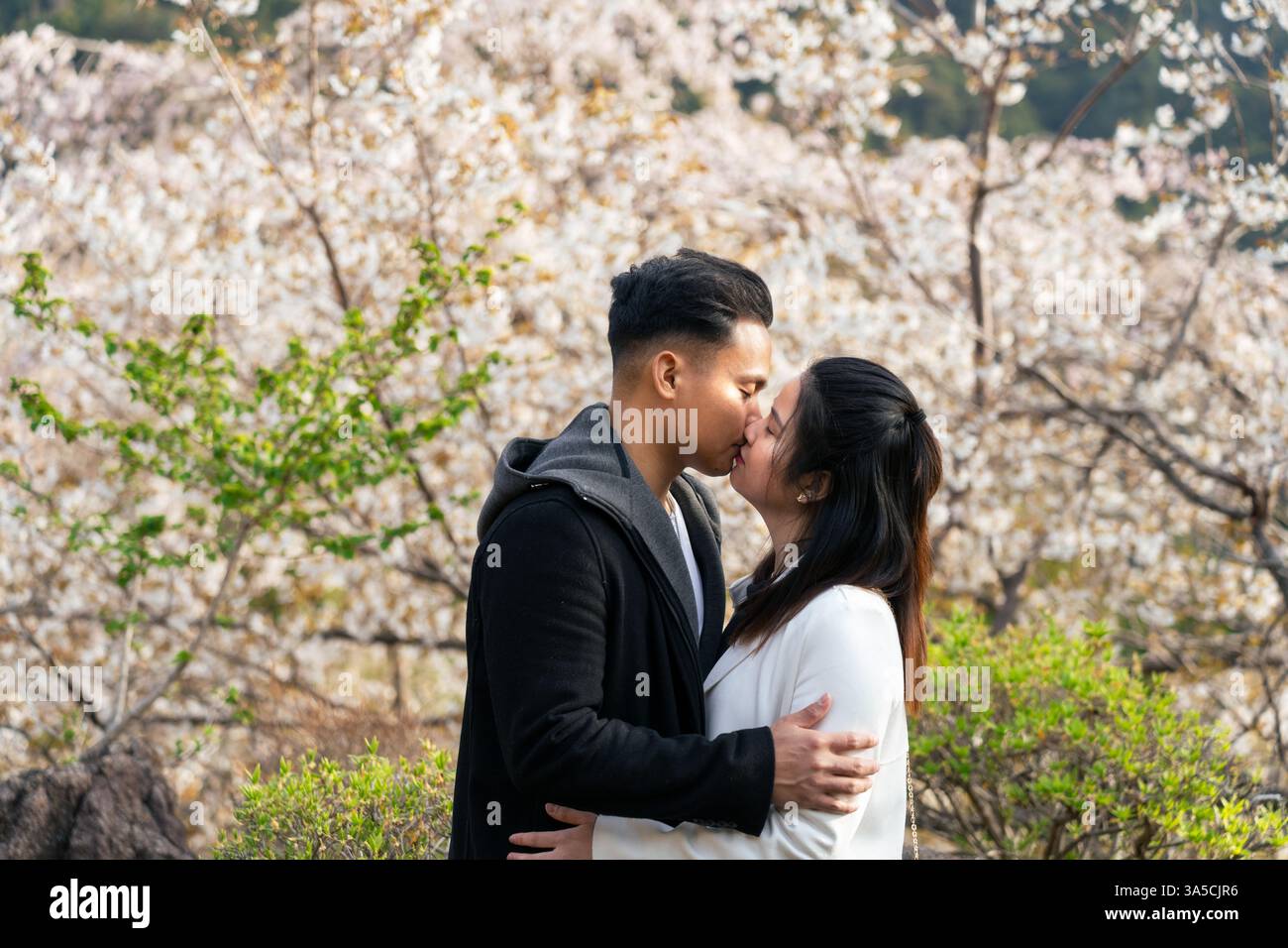 Momento romantico sotto i fiori di ciliegio - Una coppia che abbraccia l'amore tra gli splendidi alberi Sakura del Giappone, celebrando la bellezza e l'intimità della primavera! Foto Stock