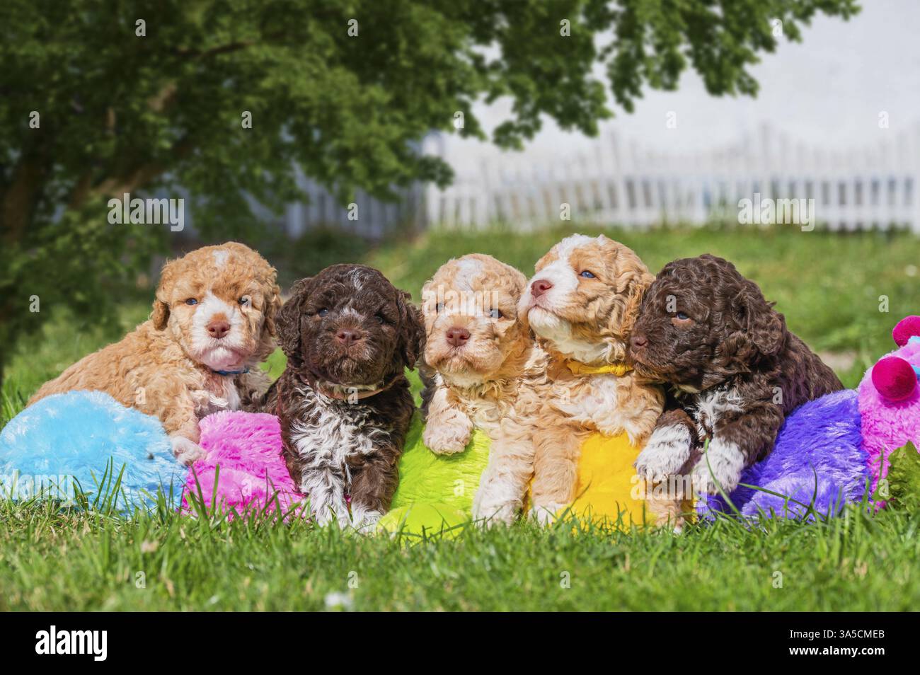 Lagotto Romagnolo Puppys Foto Stock