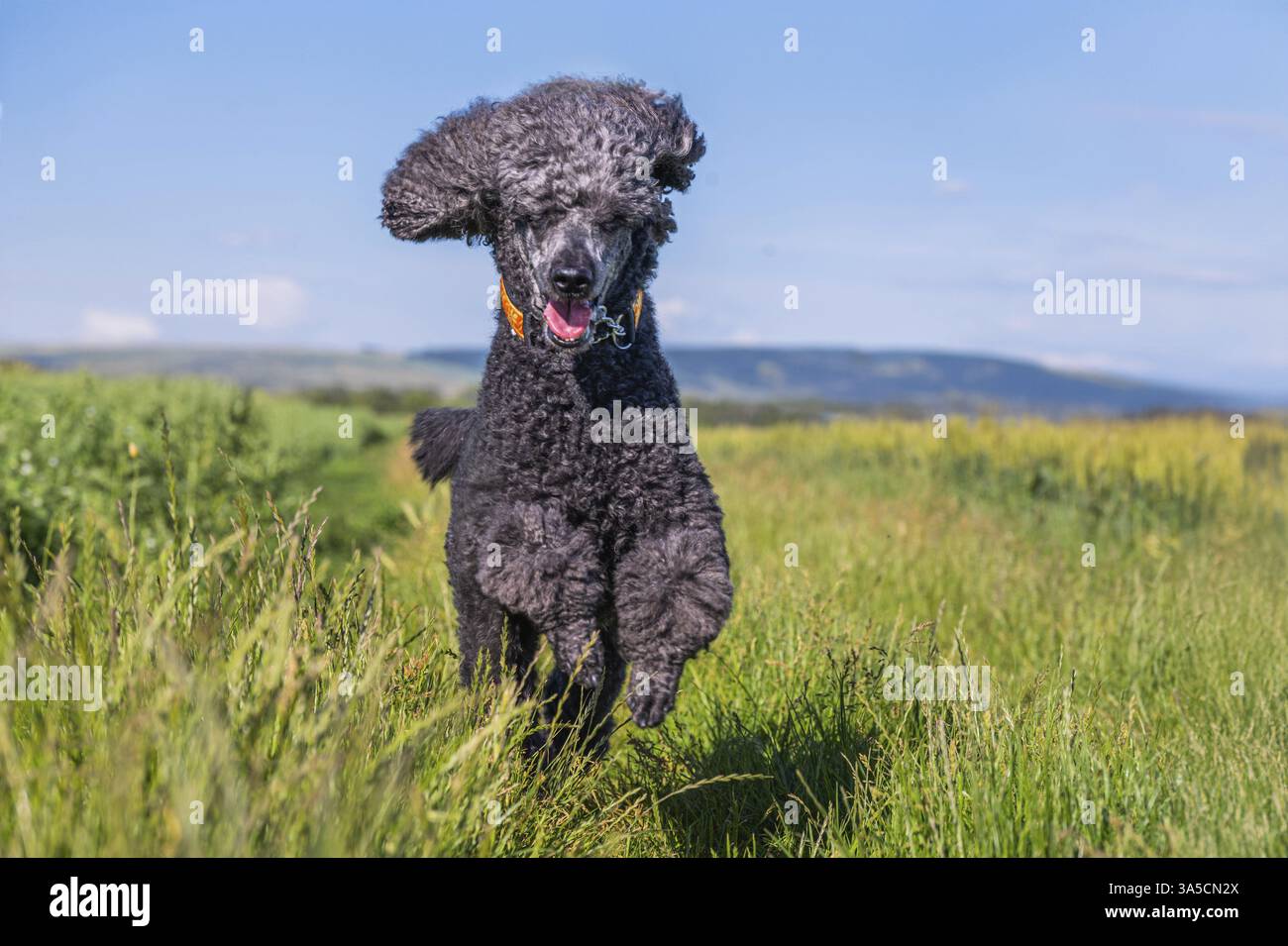 Royal Standard Poodle Foto Stock