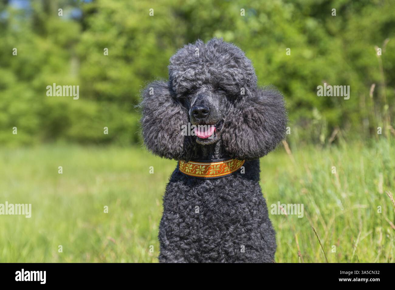 Royal Standard Poodle Foto Stock