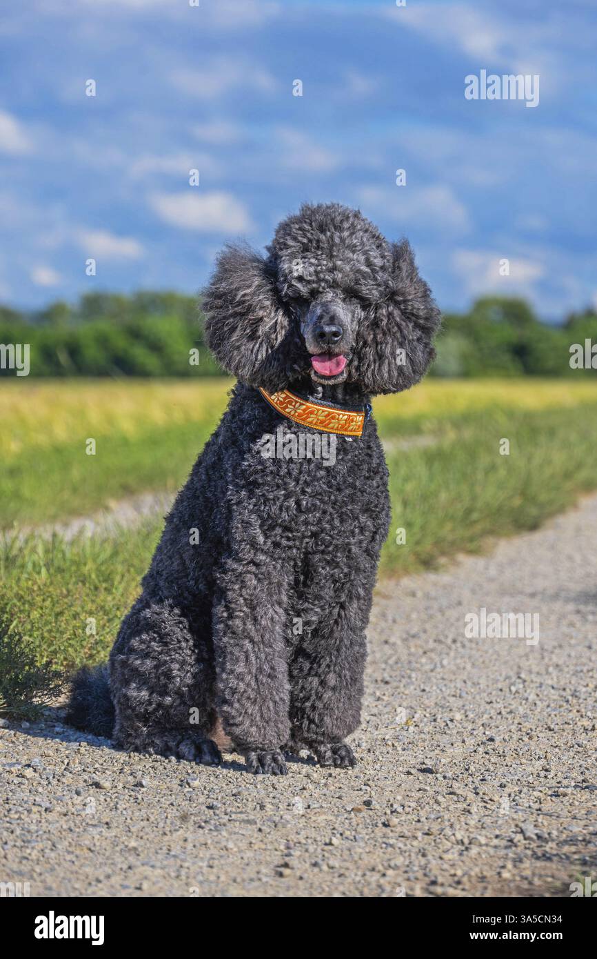 Royal Standard Poodle Foto Stock
