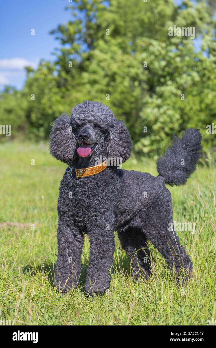 Royal Standard Poodle Foto Stock
