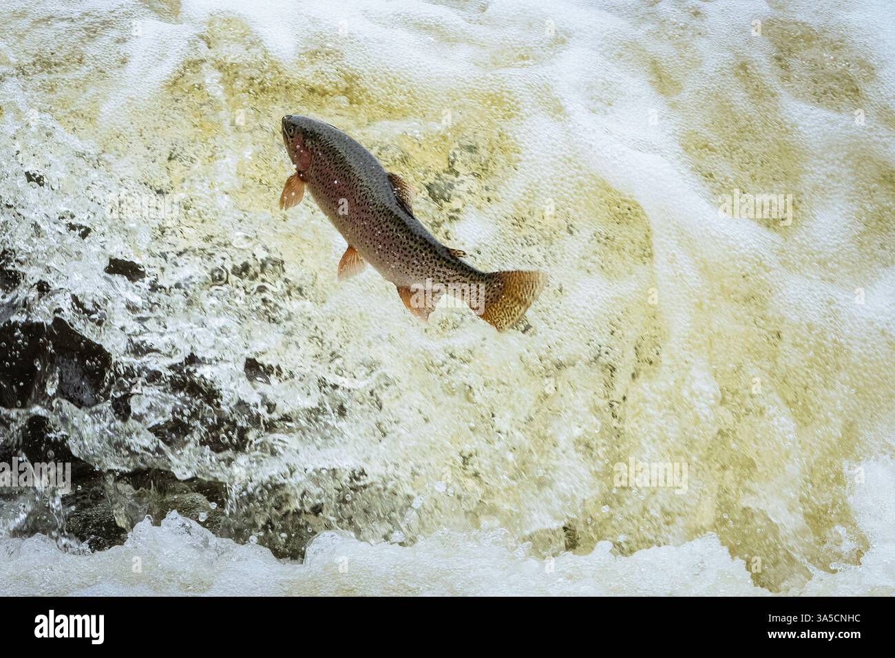 La trota del lago Eagle (Oncorhynchus mykiss aquilarum) salta alla piaga di Pine Creek a Spalding in California mentre tenta di correre a monte e di riprodursi. Foto Stock