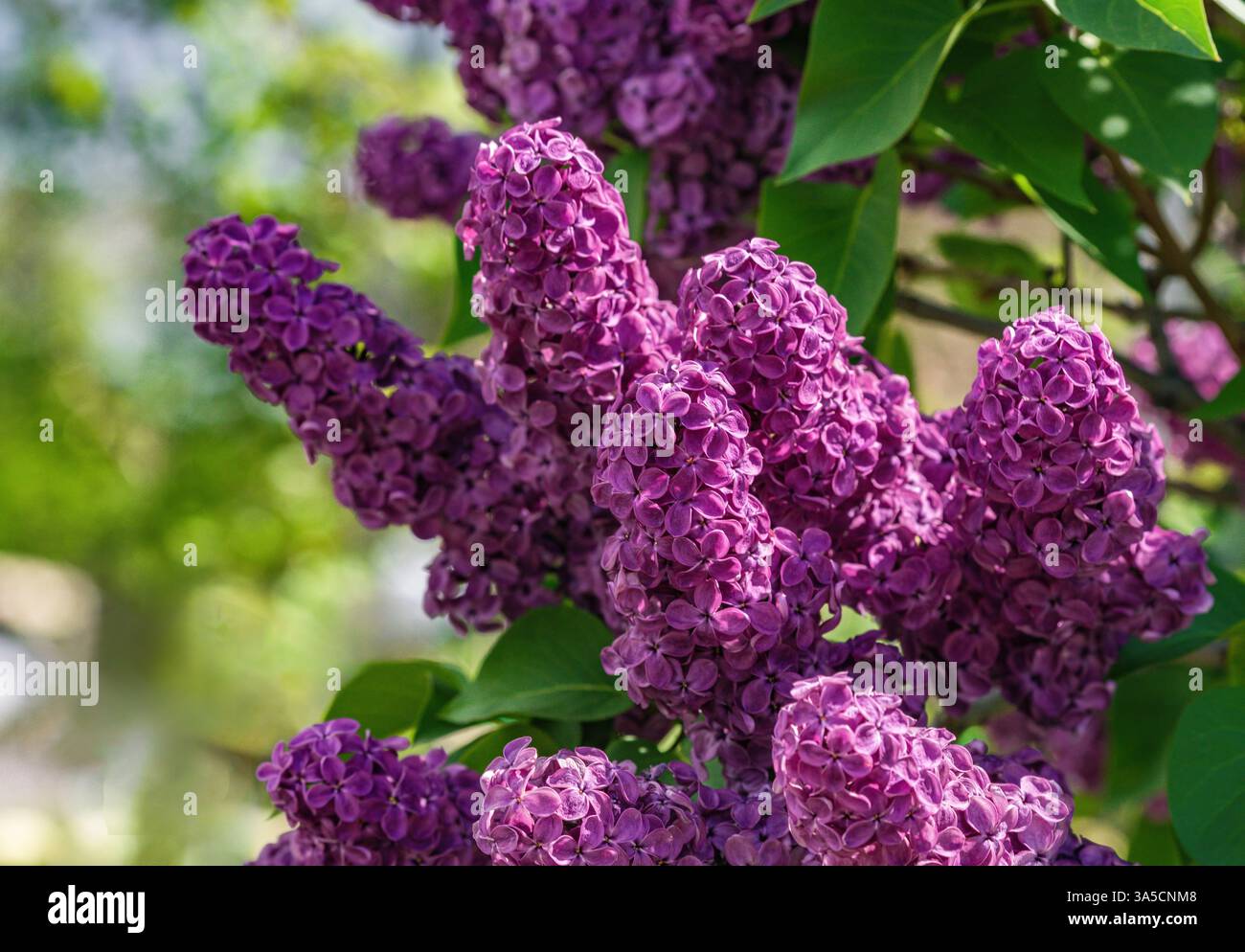 Primo piano di fiori lilla rosa viola che fioriscono su un cespuglio in primavera. Foto Stock