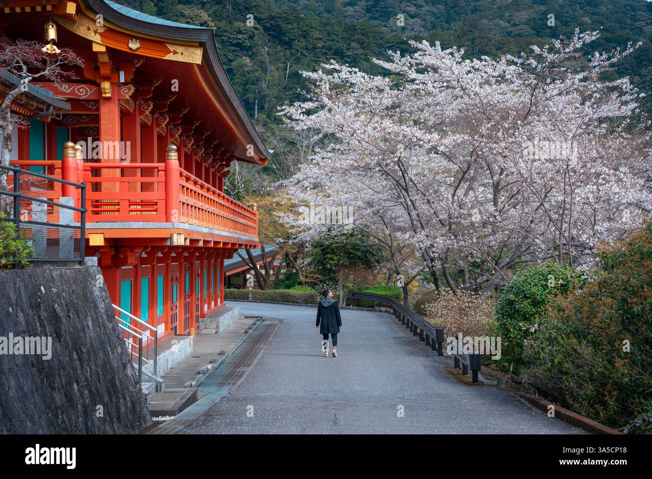 Cascate mozzafiato di Nachi e Tempio di Seiganto-ji incorniciati dai fiori di ciliegio, Un simbolo senza tempo della bellezza naturale e del patrimonio spirituale del Giappone! Foto Stock