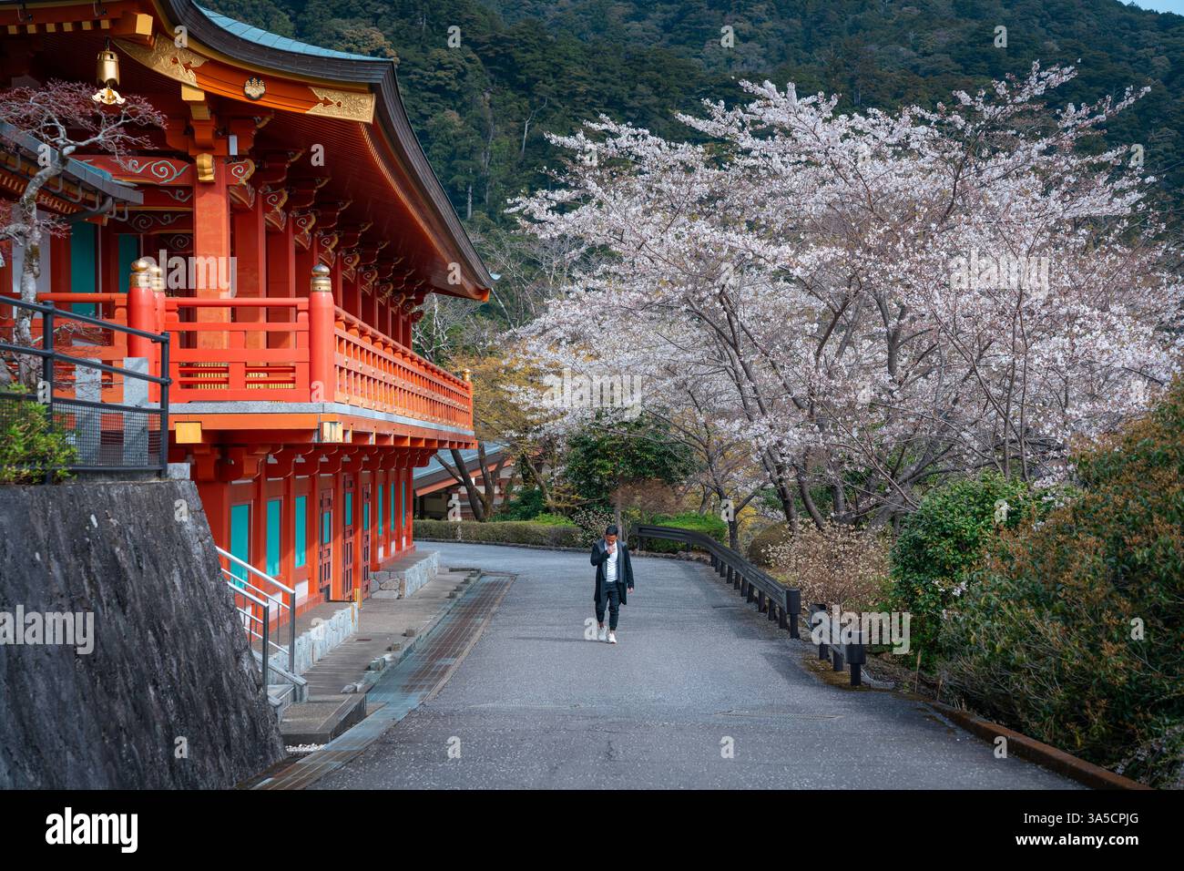 Cascate mozzafiato di Nachi e Tempio di Seiganto-ji incorniciati dai fiori di ciliegio, Un simbolo senza tempo della bellezza naturale e del patrimonio spirituale del Giappone! Foto Stock
