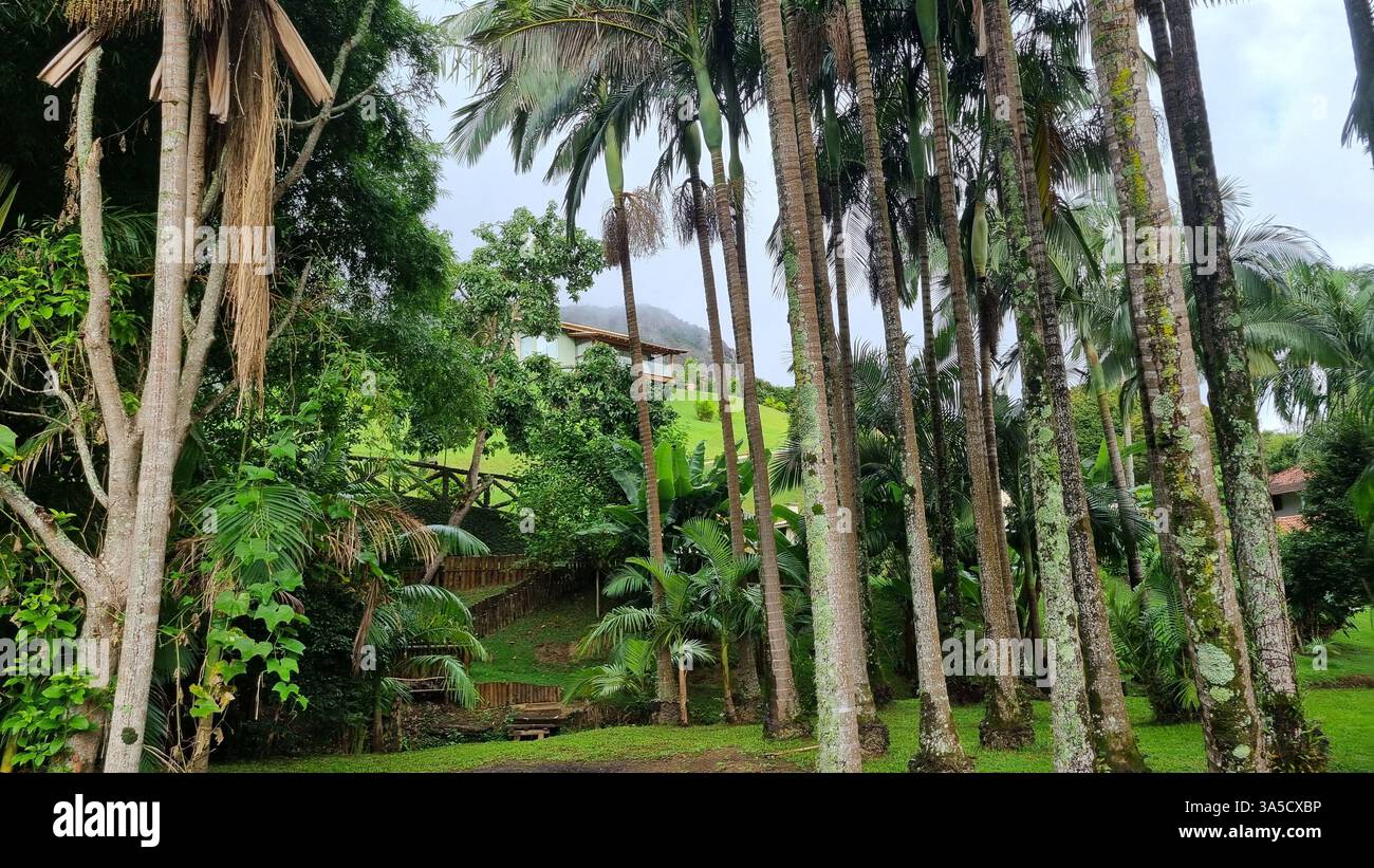 Un tranquillo paesaggio tropicale si dispiega, incorniciato da alte e sottili palme con tronchi segnati da muschio e licheni. Foto Stock