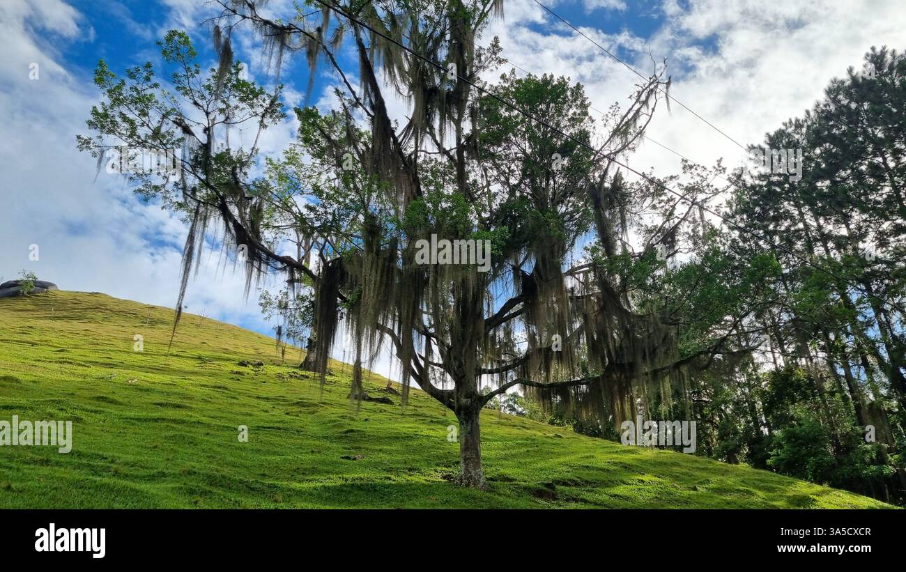 Questa foto accattivante mostra un impressionante albero drappeggiato da lunghi fili di muschio spagnolo, che si erge da solo su una collina verde illuminata dal sole - Immagine stock catturata con smartphone