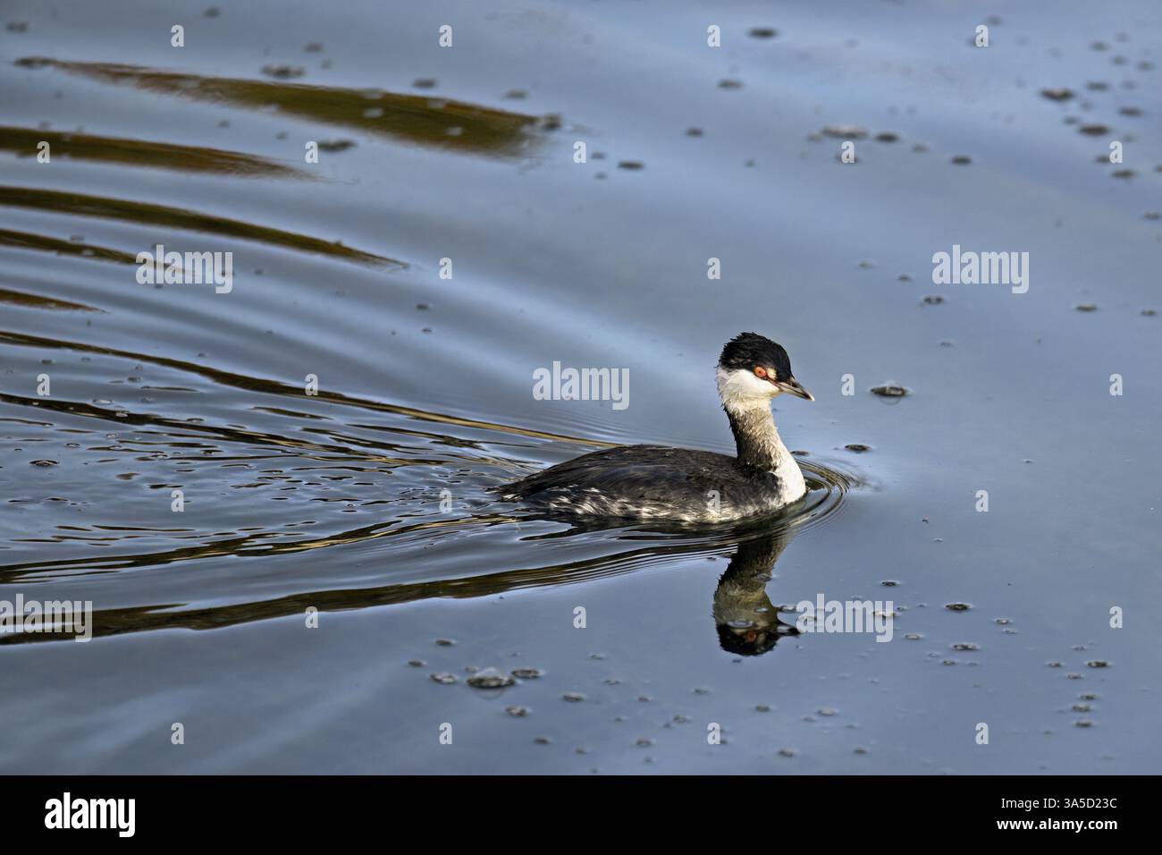 Grebe di Slavonia (Podiceps auritus), adulto, piumaggio per adulti, piumaggio invernale, nuoto nel lago di Zugo, Svizzera, Europa Foto Stock