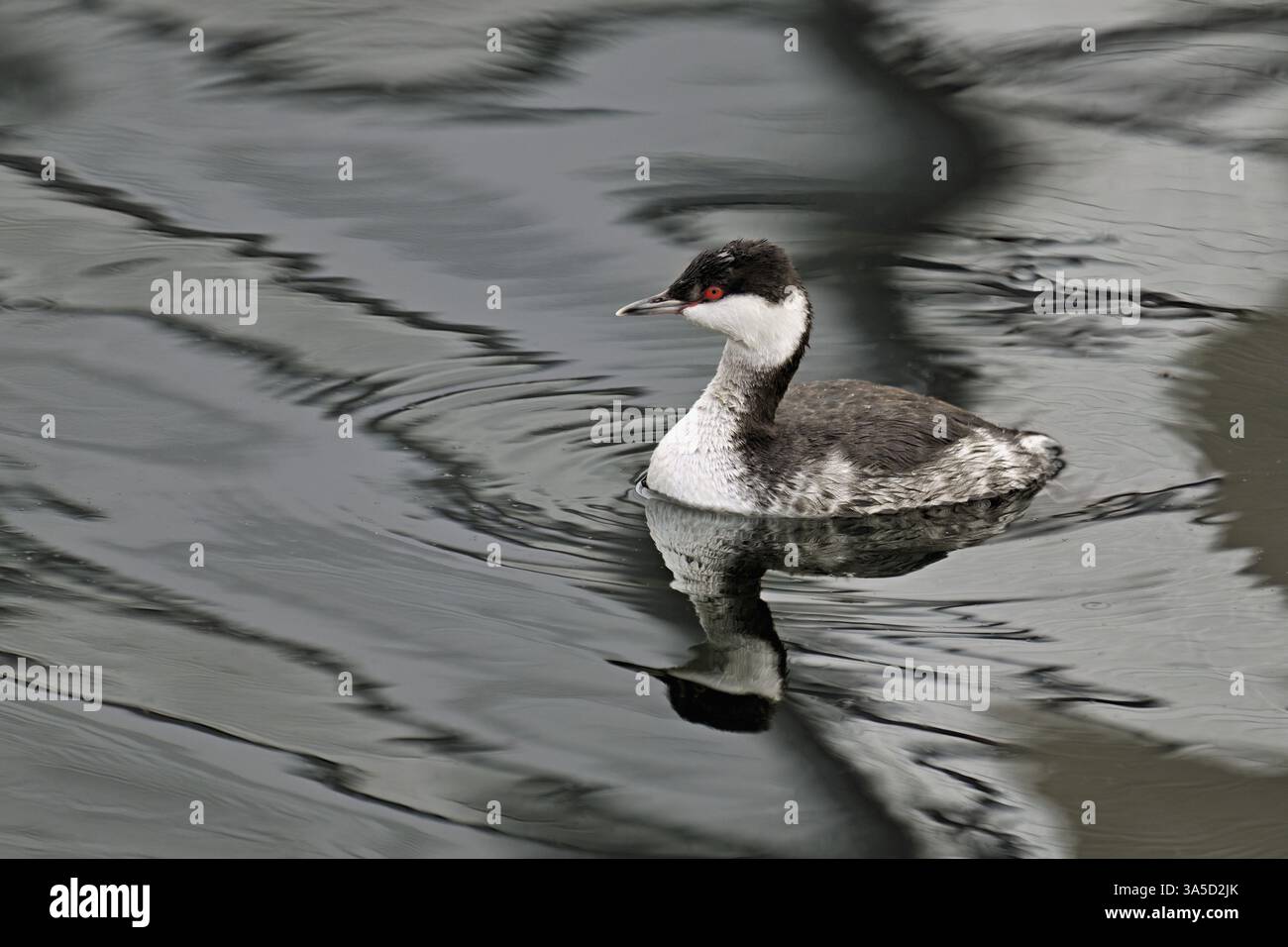 Grebe di Slavonia (Podiceps auritus), adulto, piumaggio per adulti, piumaggio invernale, nuoto nel lago di Zugo, Svizzera, Europa Foto Stock
