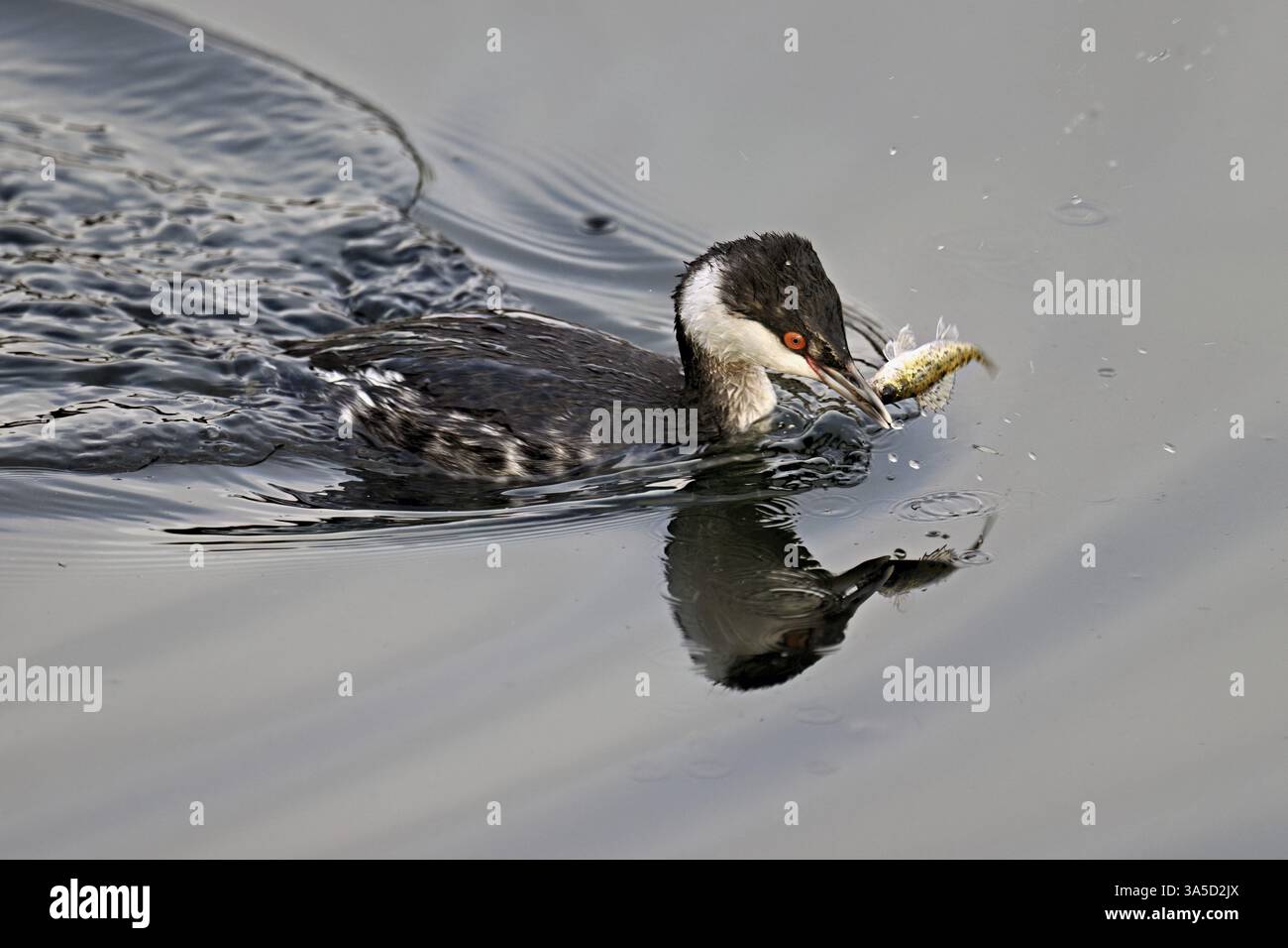 Grebe di Slavonia (Podiceps auritus), adulto, in un piumaggio bianco, piumaggio invernale, nuoto con un pesce nel becco, lago di Zug, Svizzera, Europa Foto Stock