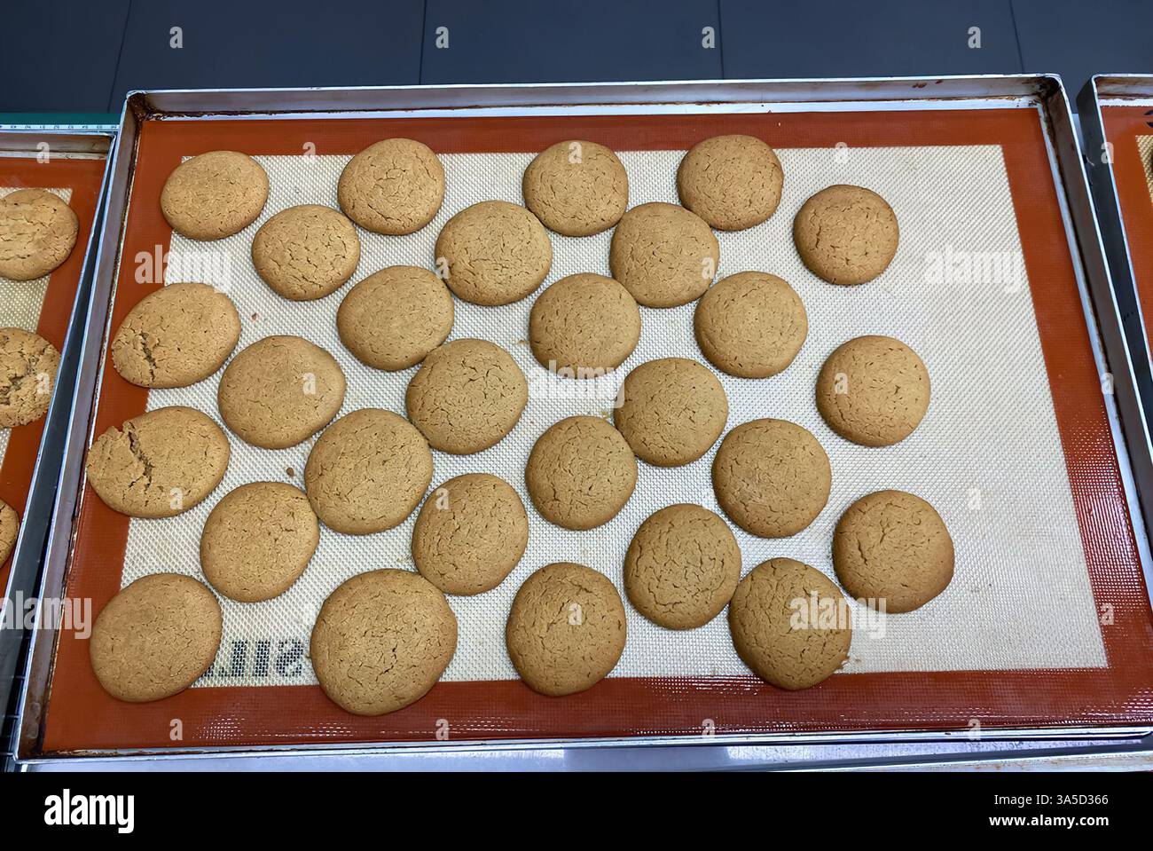 I fornai preparano decine di biscotti perfettamente sagomati sui vassoi per raffreddarli in un vivace ambiente da forno. Foto Stock