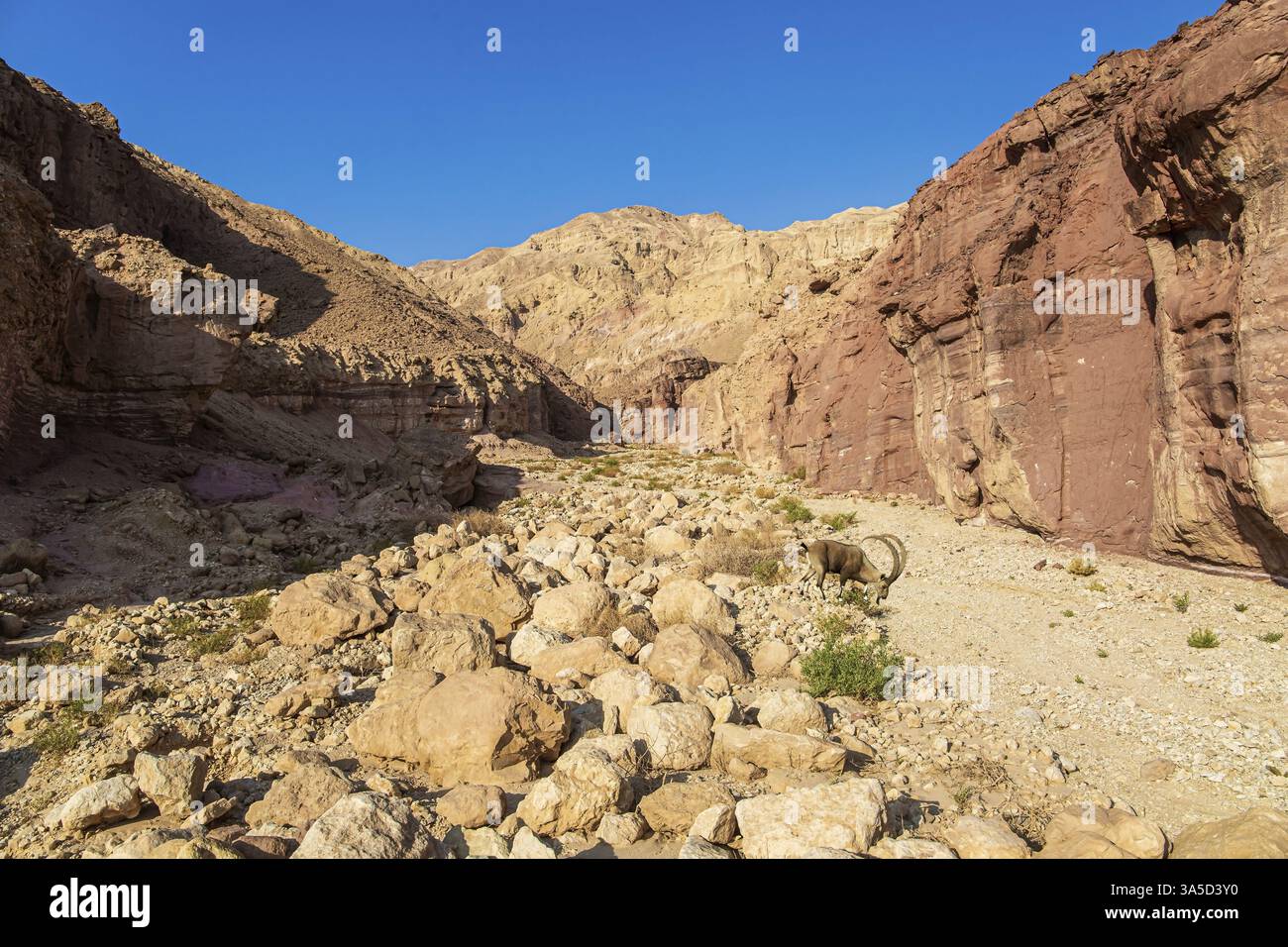 Capra selvaggia di montagna con corna arricciate nelle montagne di Eilat. Le rocce sono composte da arenaria, rocce ignee e vulcaniche. Paesaggio multicolore Foto Stock