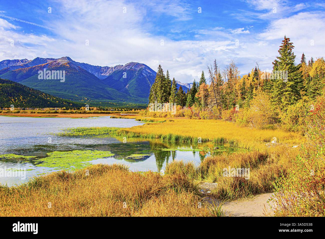 Piccola palude sulle rive del Lago Vermillon. L'acqua è coperta di fango verde. Estate indiana nelle Montagne Rocciose. L'acqua liscia del lago Vermill Foto Stock