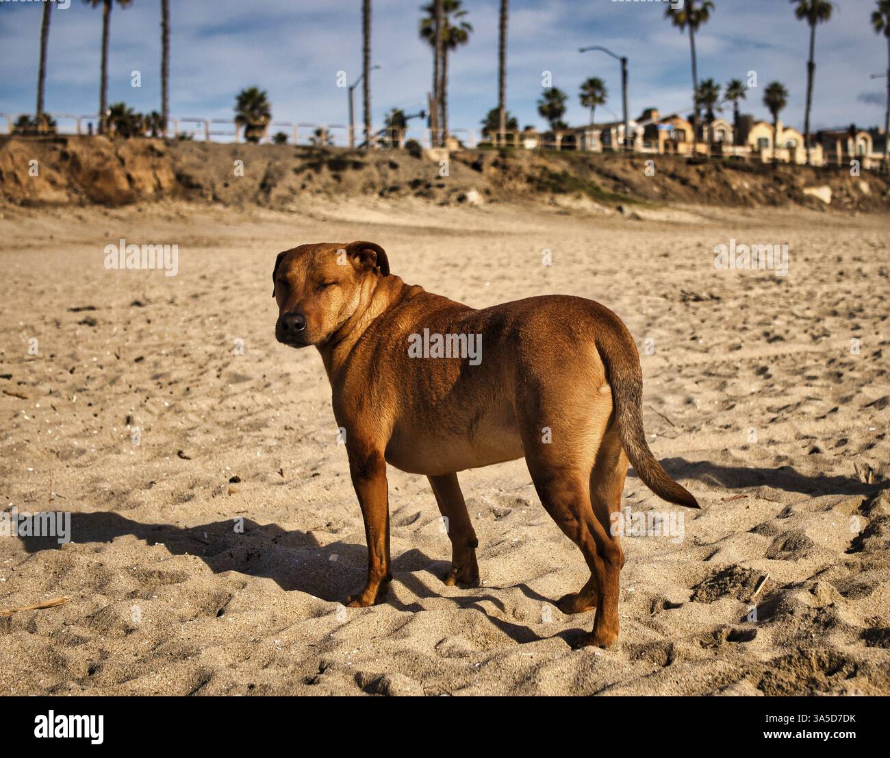 Un cane randagio marrone in cima a una spiaggia sabbiosa. Foto di un cane marrone in piedi su una spiaggia sabbiosa Foto Stock
