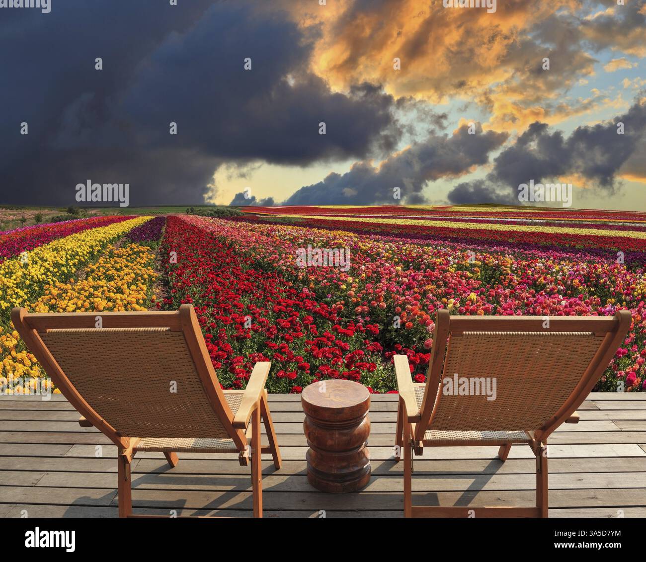 Due chaise longue per riposarsi si su un'impalcatura in un pittoresco campo di fiori. Le tazze di fiori primaverili crescono strisce multicolore. Cloud enorme Foto Stock