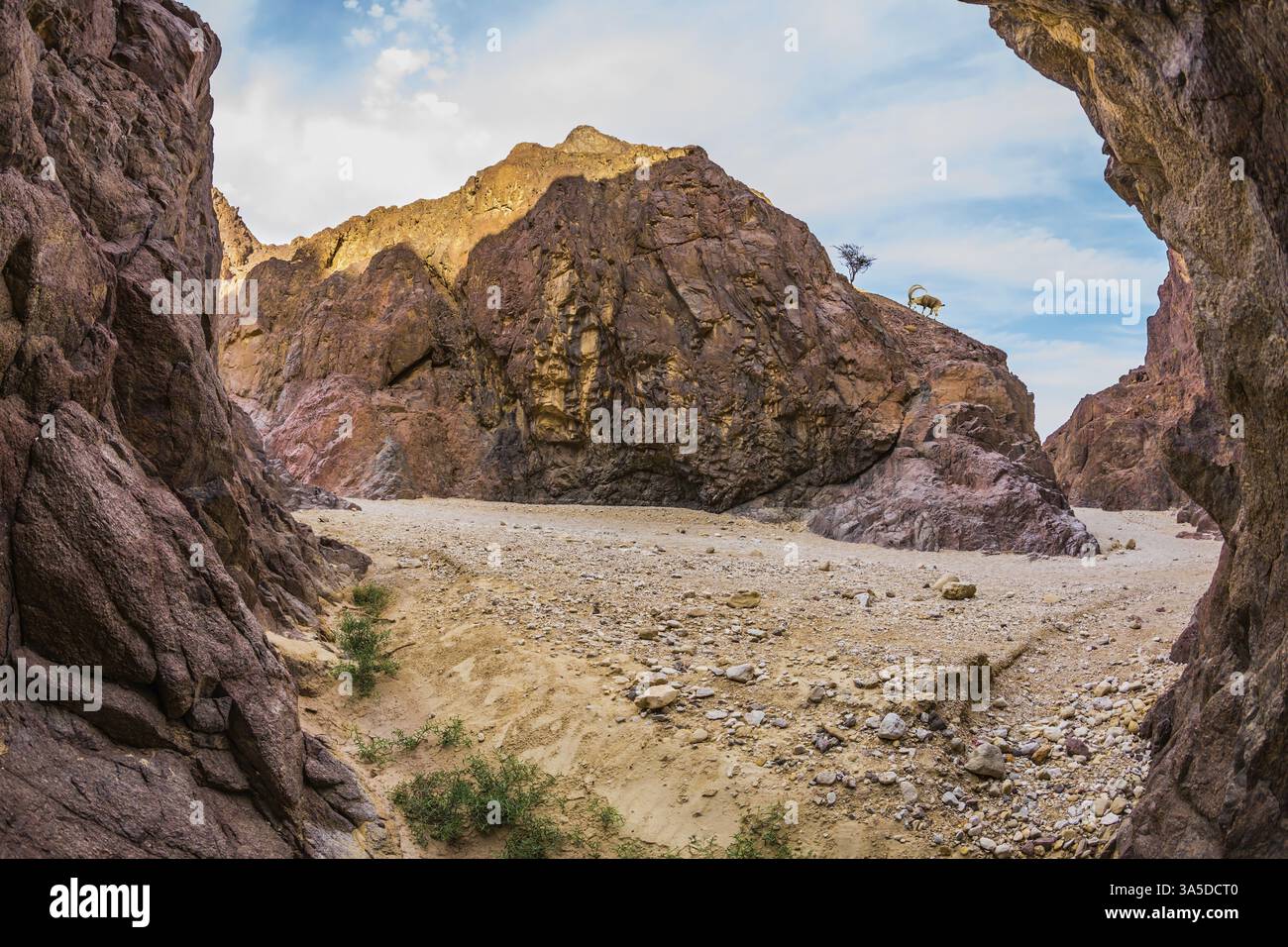 Canyon nero nelle antiche montagne di Eilat. Arenaria arancione e rosa calda bagliore al sole. Obiettivo fisheye fotografato Foto Stock