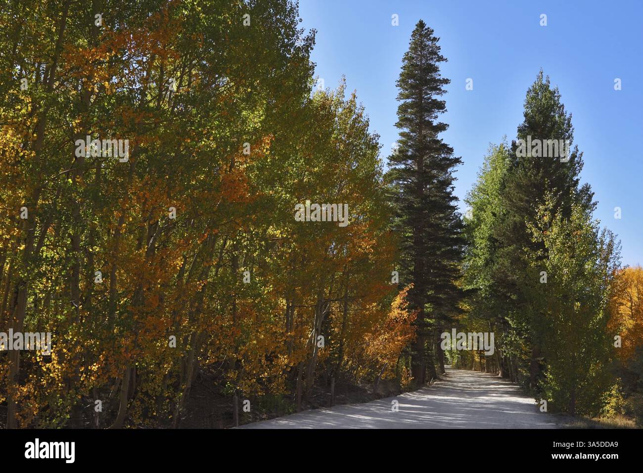Bel sentiero nel parco di montagna. Una giornata di sole e un fogliame giallo, verde e arancio Foto Stock