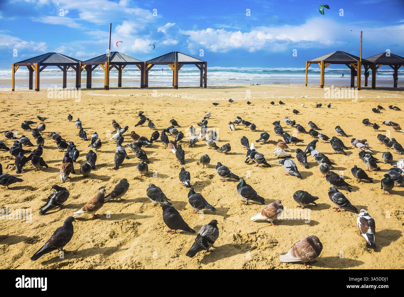 Grande stormo di piccioni che riposano su una spiaggia sabbiosa. Ventosa giornata invernale nel Mar Mediterraneo Foto Stock