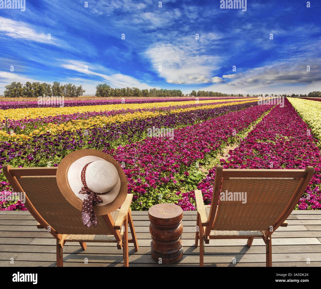 Magnifico tappeto di fiori di tazzine da giardino multicolore - ranunculus. Israele. Il concetto di turismo botanico e fotografico. Sedie pieghevoli in legno - de Foto Stock