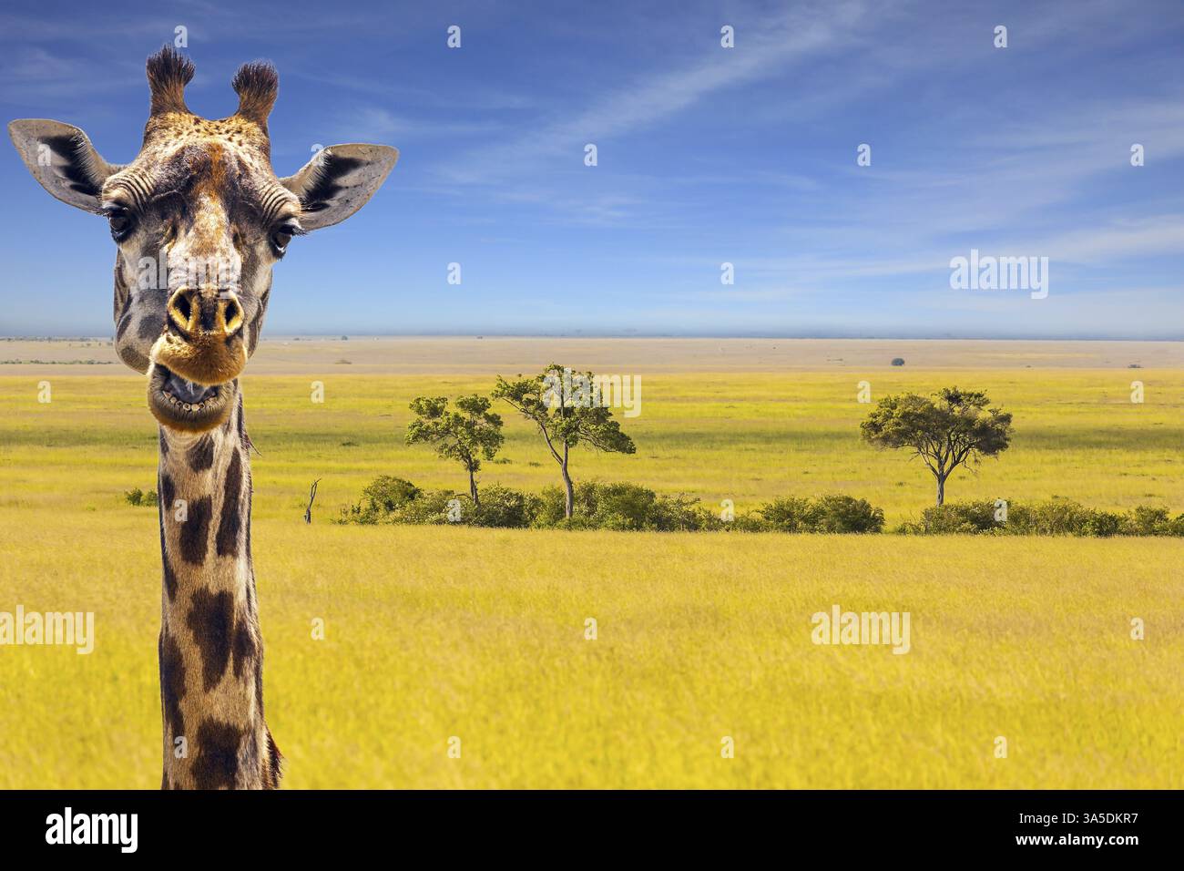 Jeep Safari Masai Mara, Kenya. Giraffa dal collo lungo con bella pelle macchiata e piccole corna nella savana africana. L'allegra giraffa. La conce Foto Stock