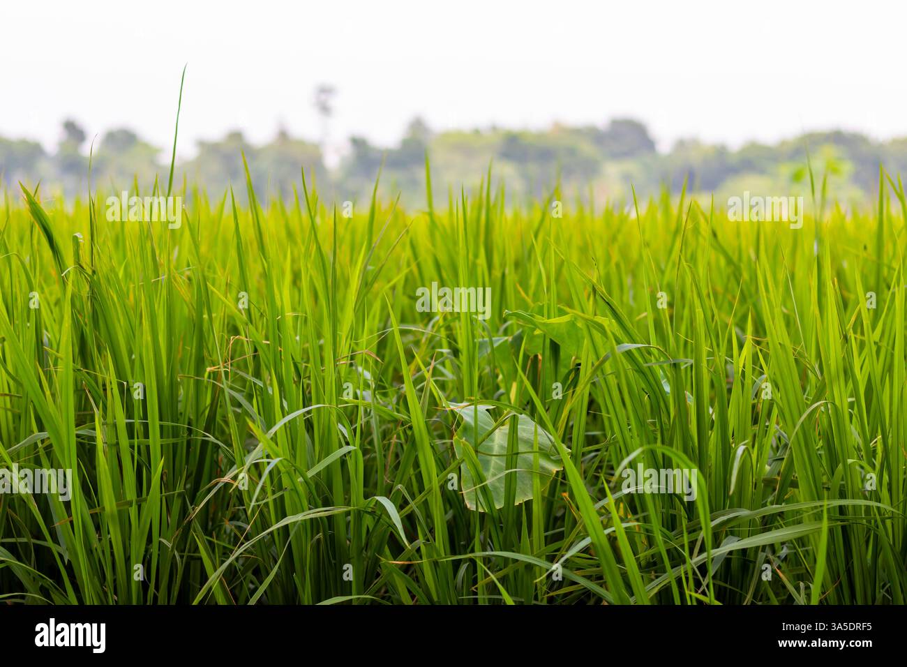 Campi verdi e fertili si estendono all'infinito, coperti da lussureggianti raccolti verdi. Il terreno fertile ospita piante vivaci, che ne arricchiscono la bellezza Foto Stock