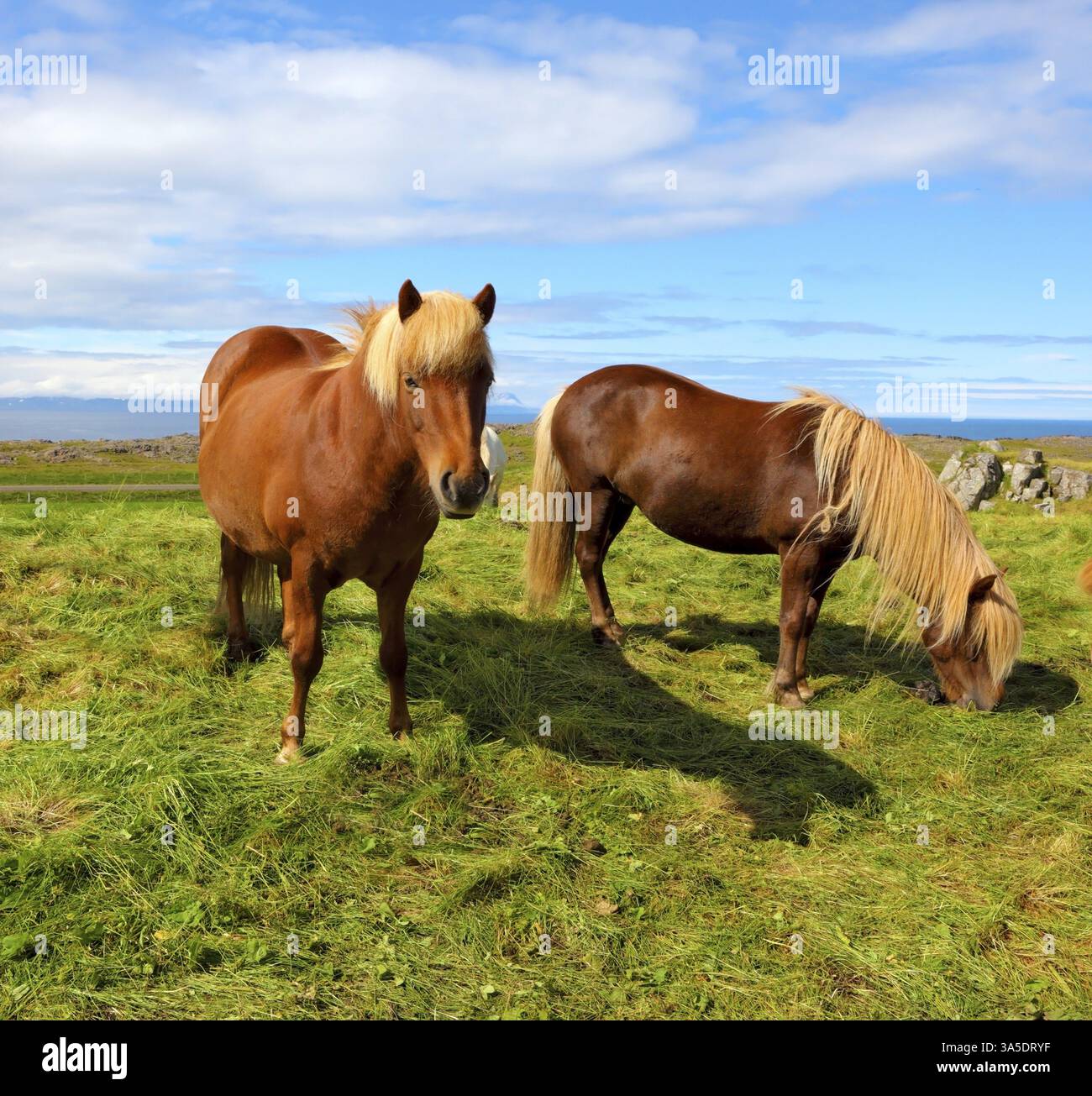 Due cavalli islandesi con manne gialle su un pascolo libero. Estate in Islanda Foto Stock