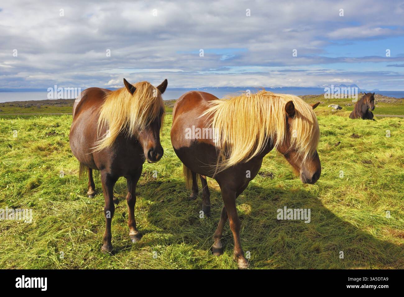 Estate in Islanda. Due cavalli islandesi con manne gialle su un pascolo libero Foto Stock