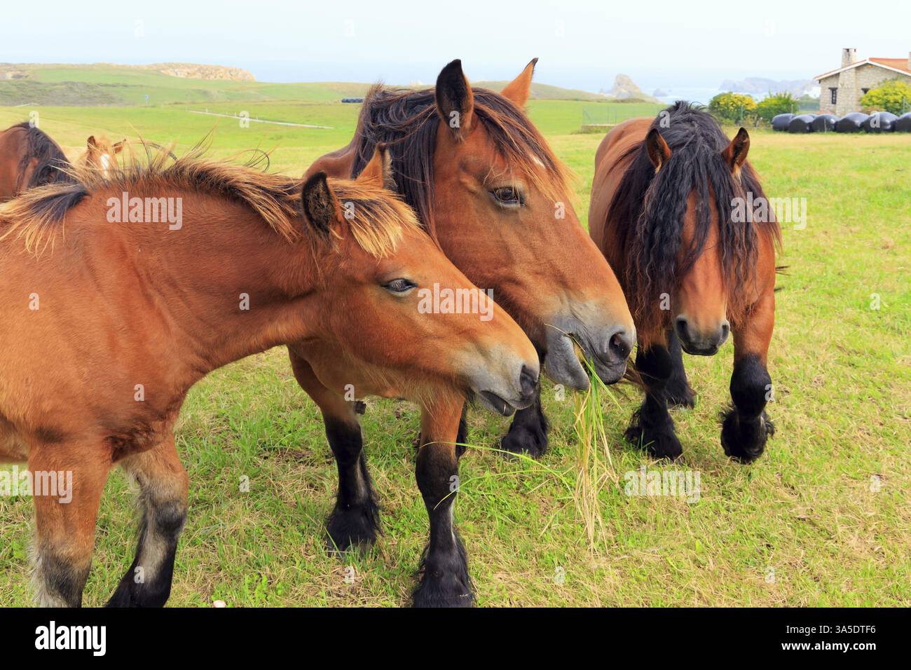 Ritratto di gruppo di bellissimi cavalli. Cavalli di montagna dei Paesi Baschi. Spagna. Gli animali magnifici sono pesanti cavalli di montagna di campagna Foto Stock