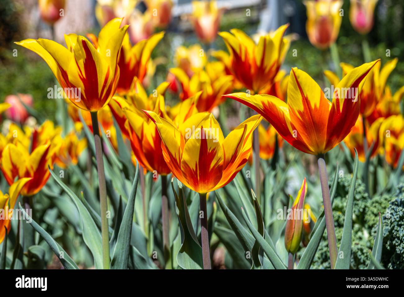 Fiammeggianti tulipani colorati in mostra durante "Atlanta Blooms!" All'Atlanta Botanical Garden di Atlanta, Georgia. (USA) Foto Stock