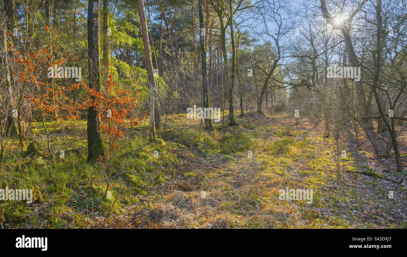 Vista di una foresta primordiale nella regione Wildeshauser Geest, Emstek, Oldenburg, bassa Sassonia, Germania, Europa Foto Stock