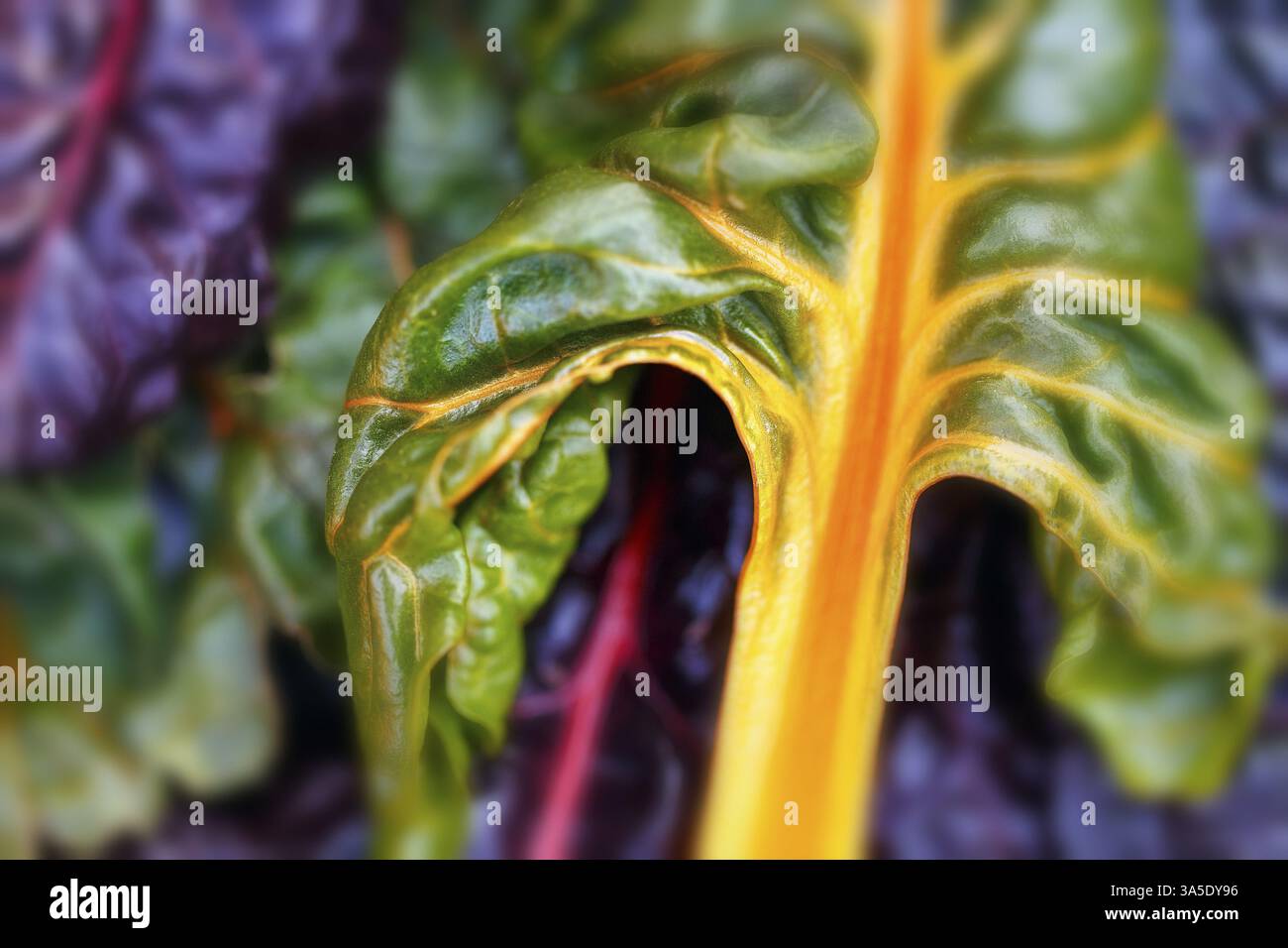 Chard (Beta vulgaris), colorato, foglie di bietola in diversi colori, verde, viola, arancione, rosso Foto Stock