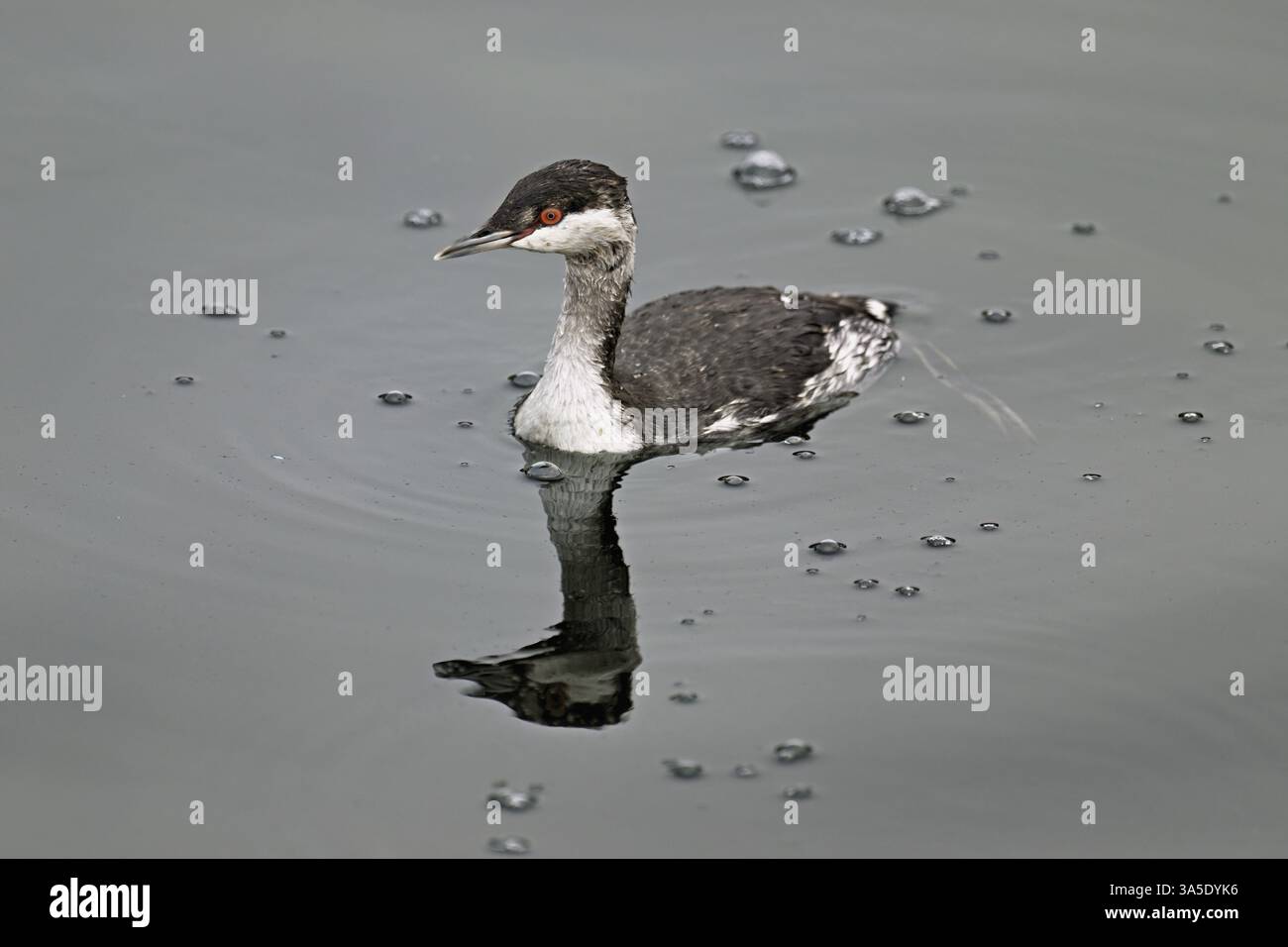 Grebe di Slavonia (Podiceps auritus), adulto, piumaggio per adulti, piumaggio invernale, nuoto nel lago di Zugo, Svizzera, Europa Foto Stock