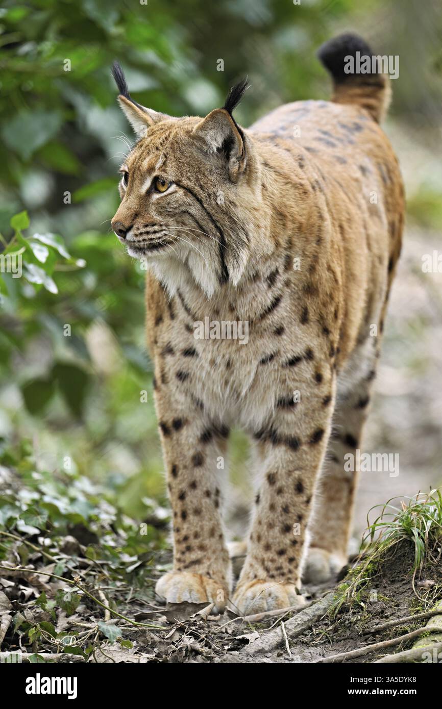 Lince eurasiatica o lince settentrionale (lince Lynx), prigioniera, Svizzera, Europa Foto Stock