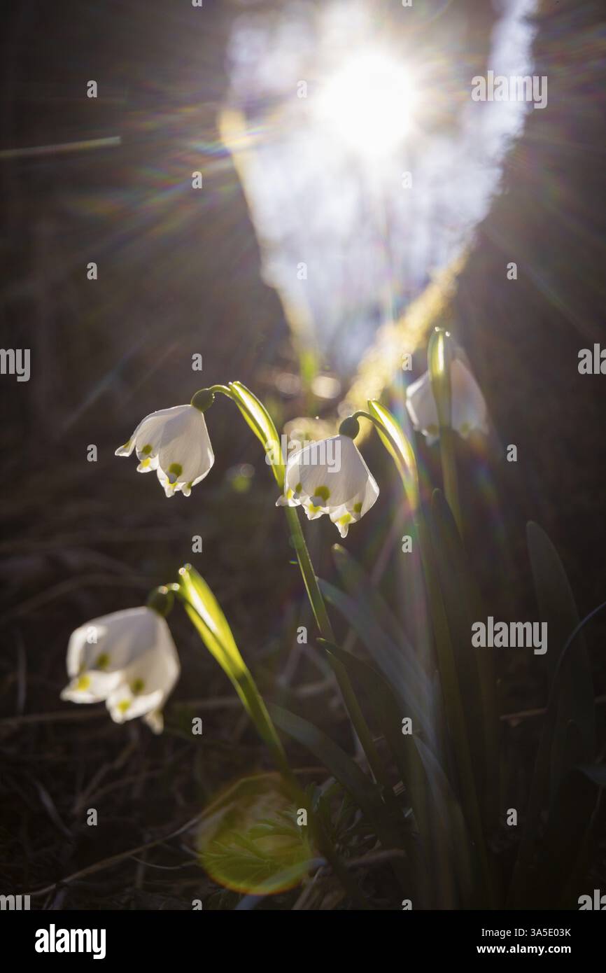 Fiori selvatici primaverili nei prati della valle di Polenz. Ogni anno, migliaia di fiori selvatici in fiore attirano visitatori nella valle di Polenz per gli spri Foto Stock