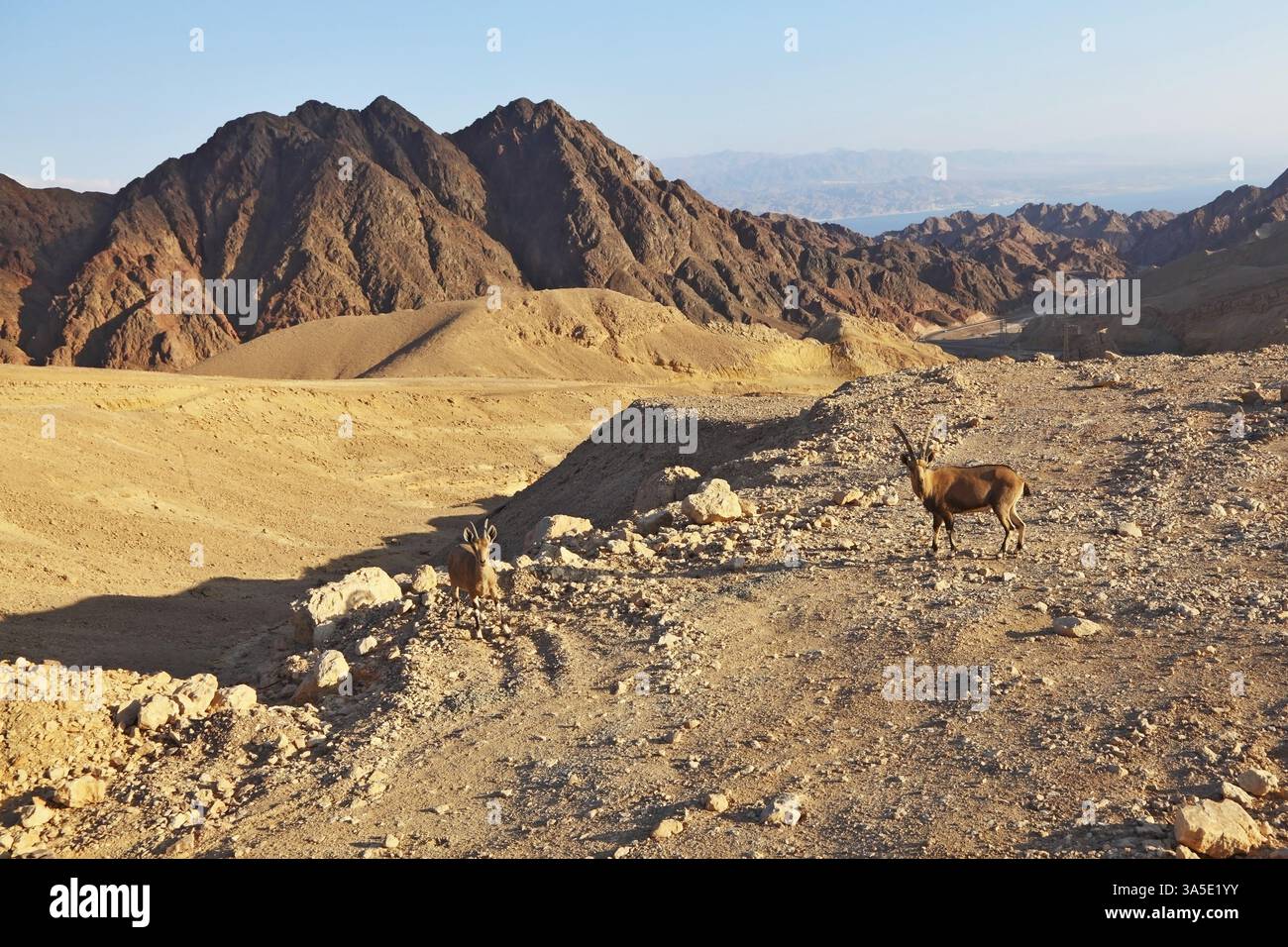 Famiglia di capre selvatiche di montagna nel magnifico deserto di pietra. Israele, montagne di Eilat, costa del Mar Rosso Foto Stock