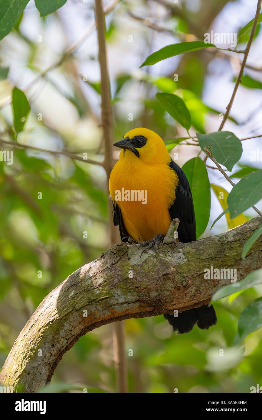 Oriole Blackbird (Gymnomystax mexicanus) arroccato su un arto, Colombia Foto Stock