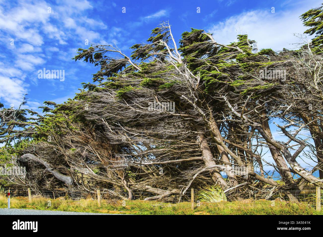Alberi che crescono sotto una galera. Isola del Sud, nuova Zelanda. Incredibile tramonto nuvoloso. Percorso panoramico meridionale. Il concetto di turismo attivo e fotografico Foto Stock