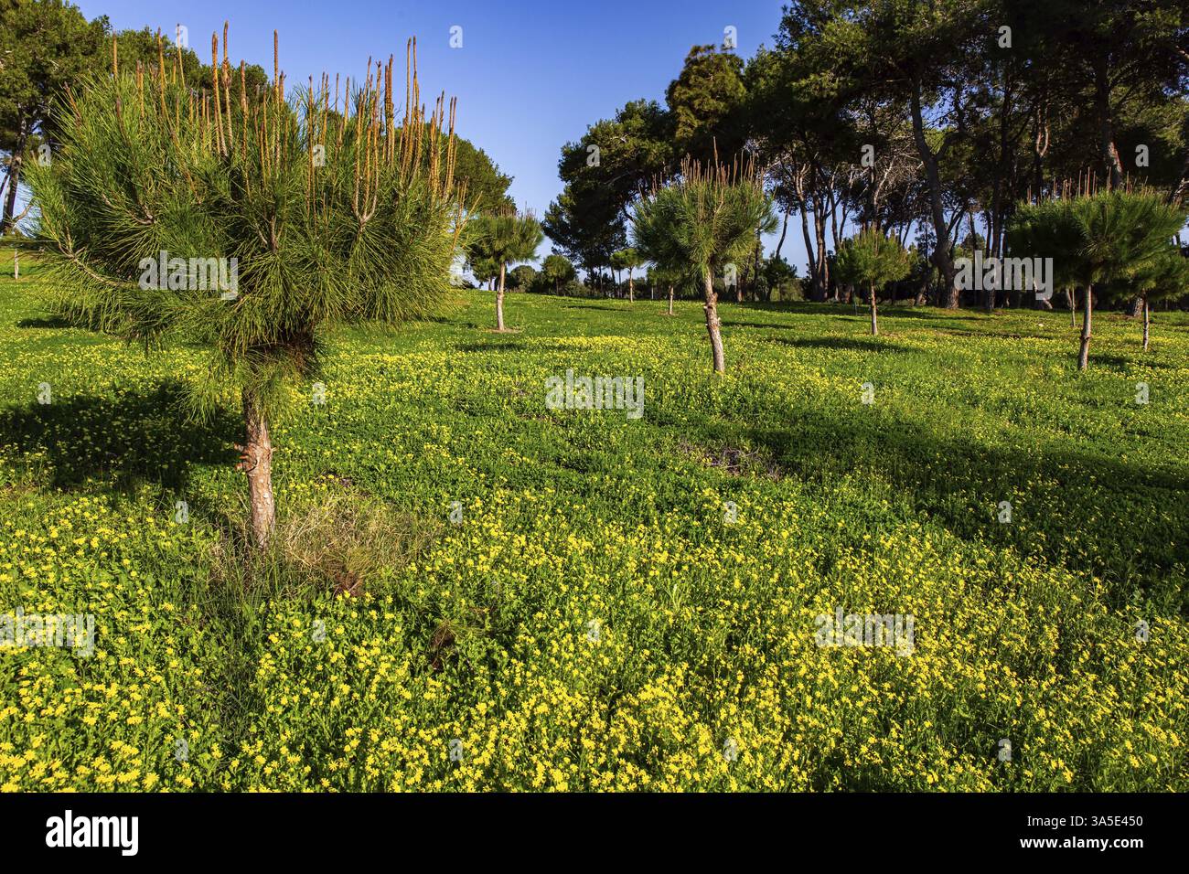 Il tramonto invernale getta lunghe ombre sull'erba verde. Caldo giorno di gennaio, Israele, magnifico parco verde nel villaggio sul mare di Caesarea, Asia Foto Stock