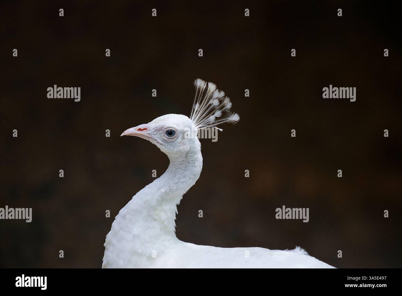 Primo piano di un pavone bianco, Colombia Foto Stock